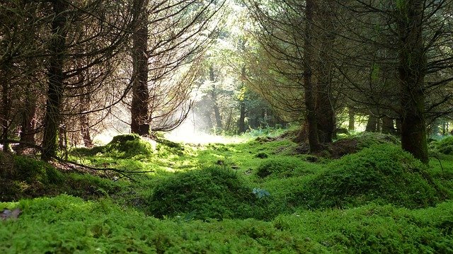 Pourquoi et comment protéger son environnement ?